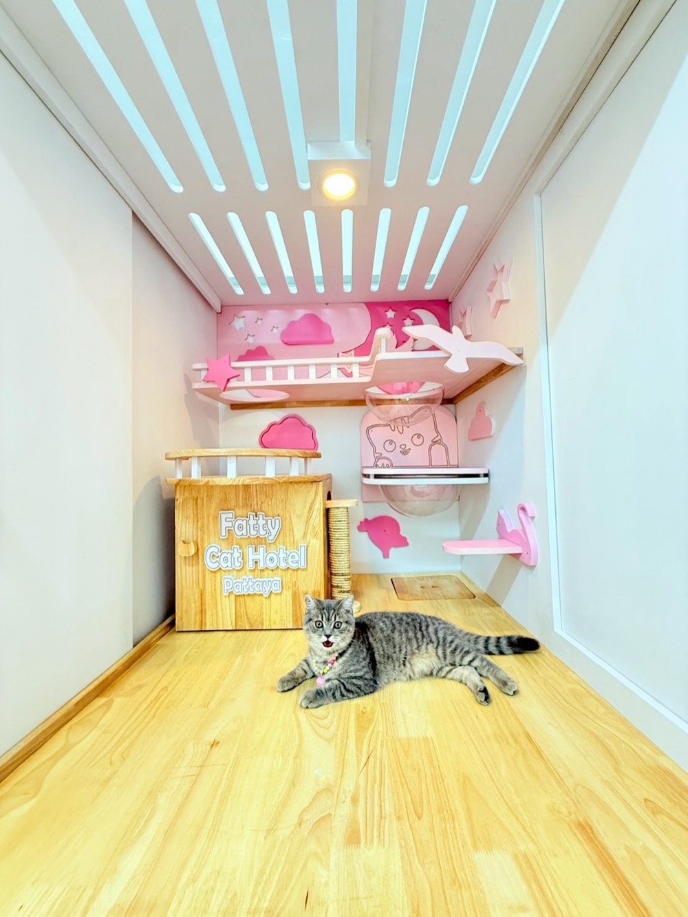 น้องแมวนอนเล่นในห้องพัก
